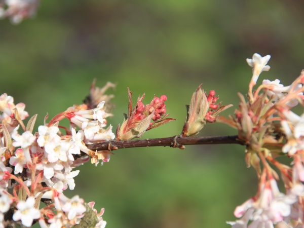 Fruehling 2009   045.jpg